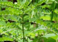 Cây chó đẻ răng cưa trị viêm gan virut B