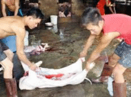 <b>Lào Cai: 3 người nhập viện vì ăn thịt lợn chết</b><br />Sự việc xảy ra hôm 18/3/2015... Lào Cai: 3 người nhập viện vì ăn thịt lợn chết