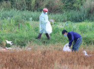 Bùng phát dịch cúm gia cầm H5N1 với số lượng lớn