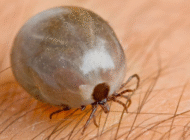 Phát hiện một loại virus mới gây chết người