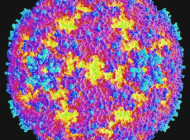 Vi rút đột biến gây bệnh giống bại liệt