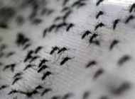 Đã có vắc xin chống virus sốt xuất huyết