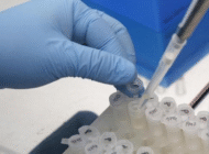 Nghiên cứu, phát triển vắcxin phòng virus Zika đạt bước tiến mới