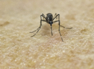 Panama ghi nhận trường hợp tử vong đầu tiên do virus Zika