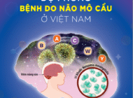 Dự phòng Bệnh do não mô cầu ở Việt Nam