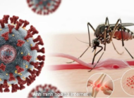 Những định hướng trong giám sát véc tơ – vi rút nổi lên: Bài học từ bằng chứng quốc tế