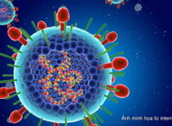 Vi rút hợp bào hô hấp (RSV) gây viêm phổi ở trẻ em thực trạng và giải pháp phòng ngừa